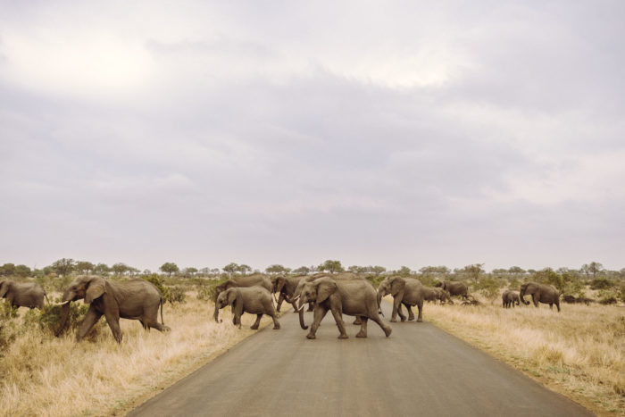 Elephants Planete photo video production la clef